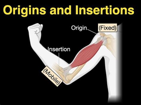 insertion porn